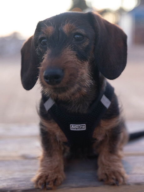 Onze honden