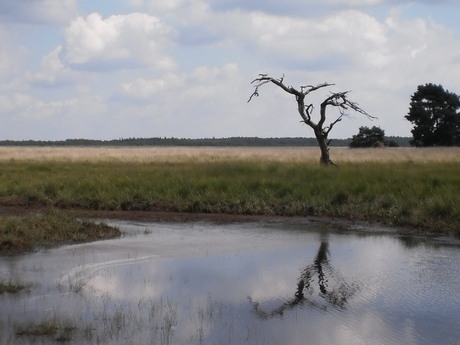 de droge veluwe