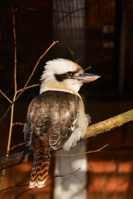 Kookaburra 