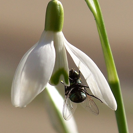 beetje lente?