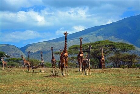 Curious giraffes