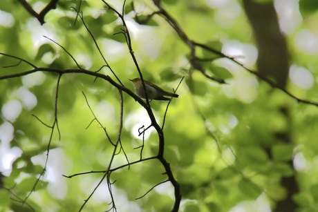 Phylloscopus sibilatrix