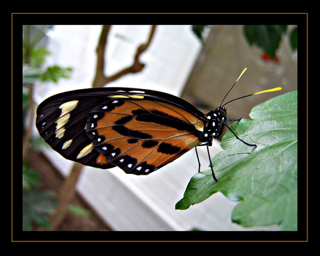 Heliconius ismenius