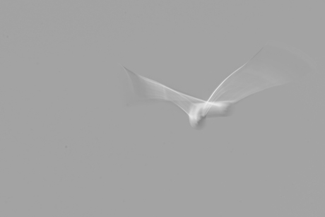 ICM meeuwen in vlucht