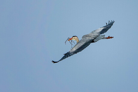 Blauwe Reiger en zijn nest