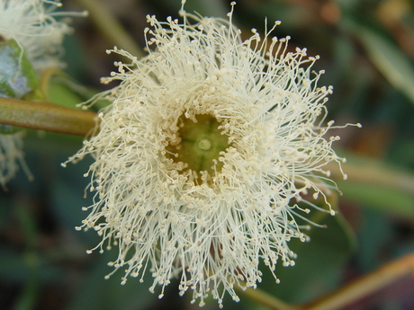 Eucalyptus