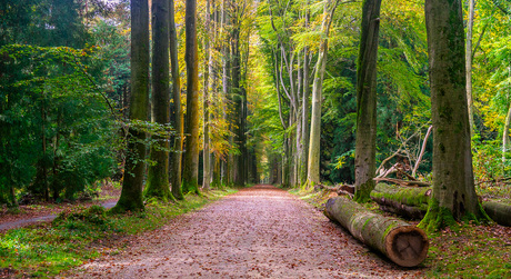 Herfstwandeling