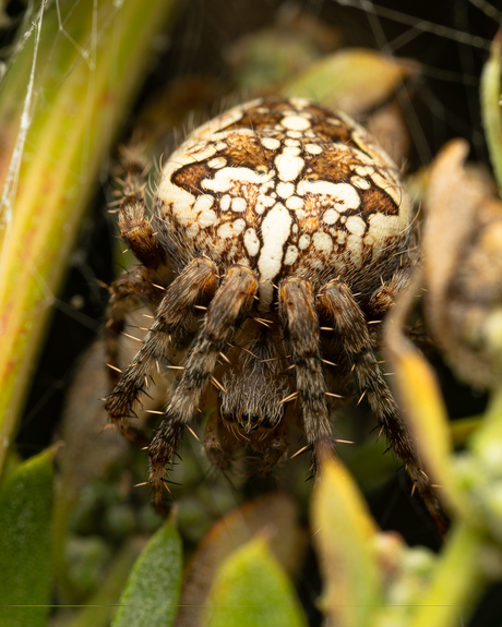 Araneus diadematus