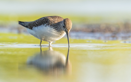 Witgat aan het foerageren.