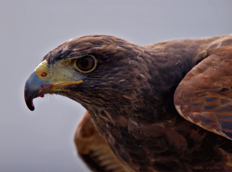 Buizerd