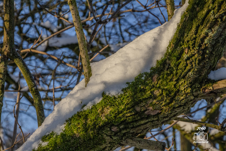 Ochtendgloren op de Brunssemerheide