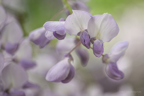 wisteria