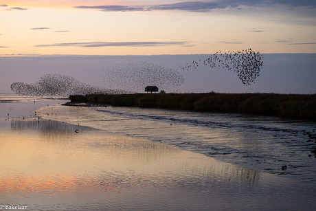 Spreeuwenzwerm bij de Kiekkaste