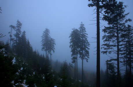 silhouetten in de mist