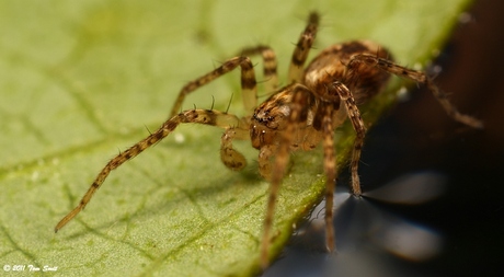 Klein spinnetje op een blad