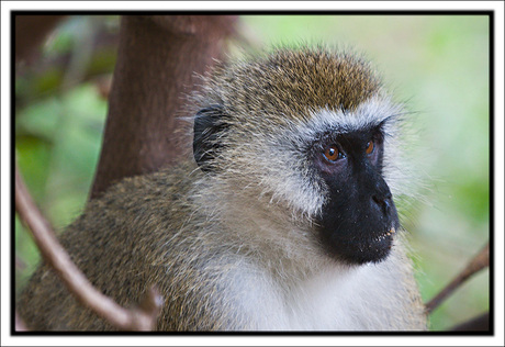 Aapje Tsavo Oasa kenya