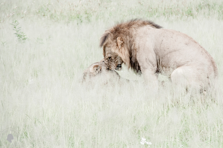 De ouders?