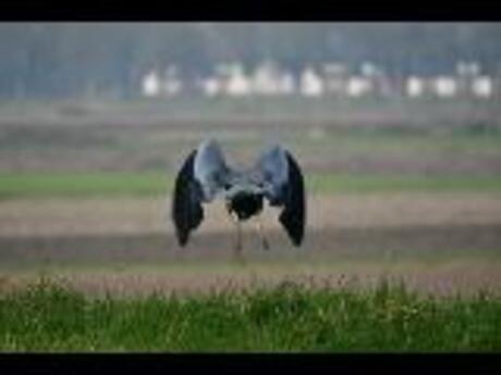 Geschrokken reiger vliegt weg