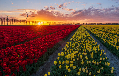 Lente op Goeree-Overflakkee