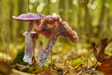 Paddenstoelen