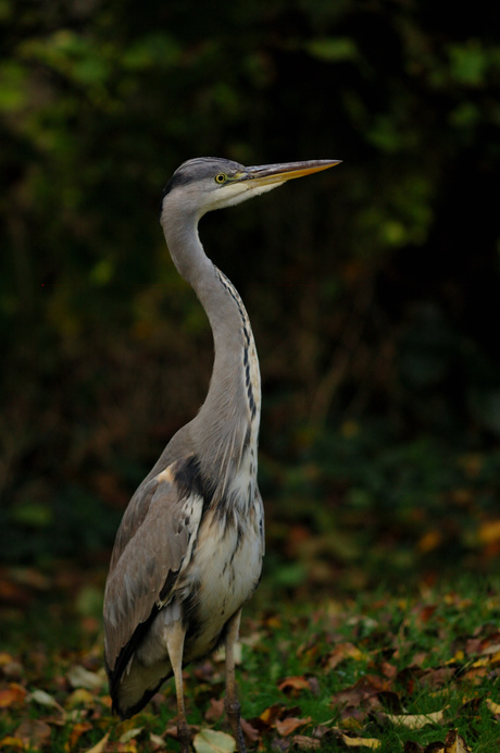 Blauwe Reiger