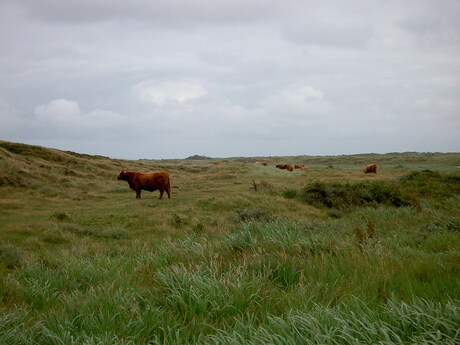 Texels landschap