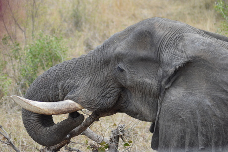 Elephant in Kruger Park