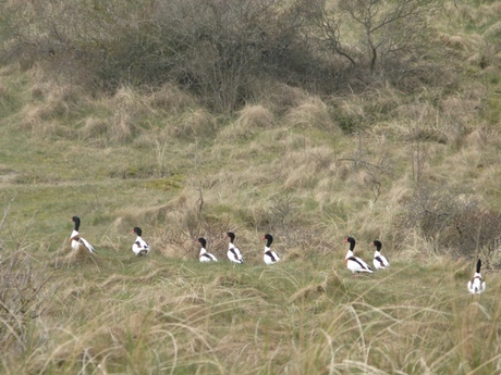 Schiermonnikoog