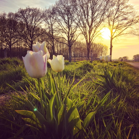 De laatste zonnestralen