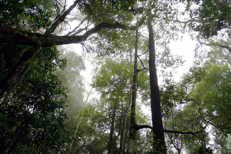 Forrest in Maleisië, Borneo