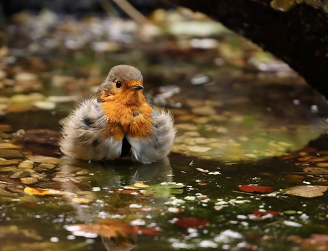 Bouling pichogiga otirdi