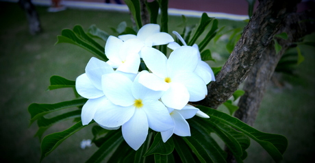 White flowers