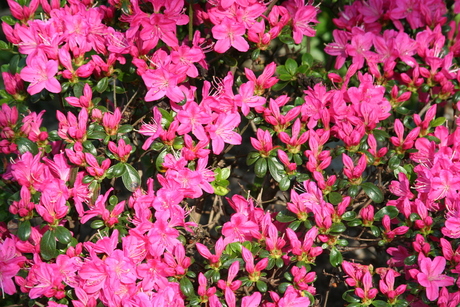 Muur van bloemen