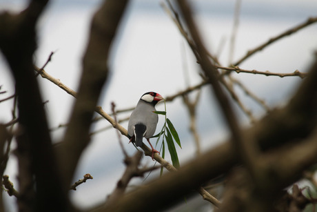 Rijstvogel