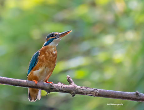 De IJsvogel.