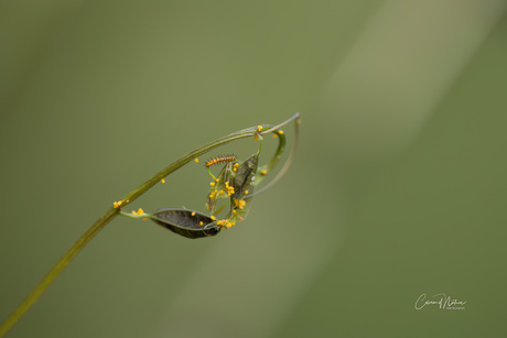Rupsje van de blauwe morpho 