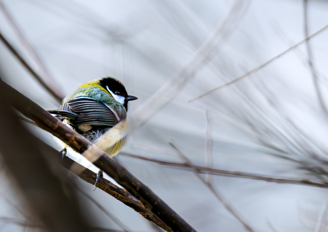 Ik heb je wel gezien