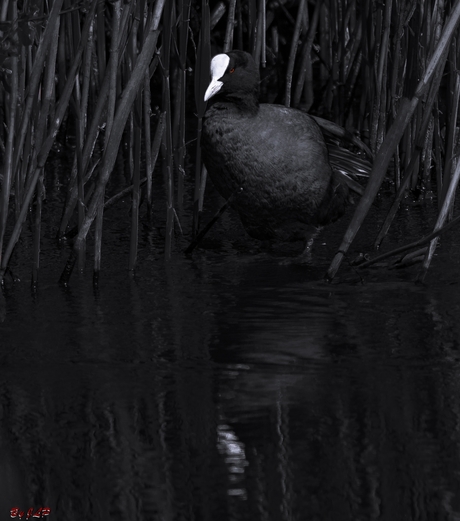 Black and White Coot!