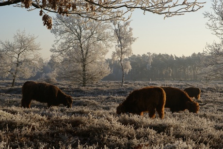 Winter 2007 Herperduin.jpg