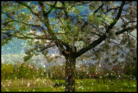 Schilderachtige Kersenbloesem