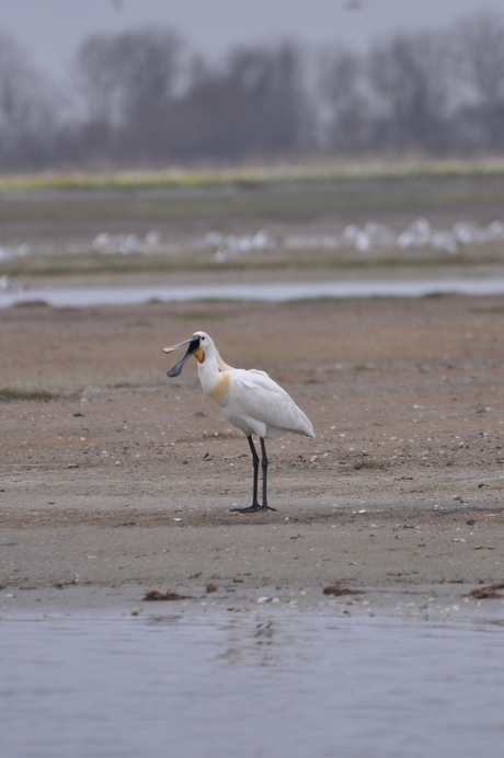 Texel