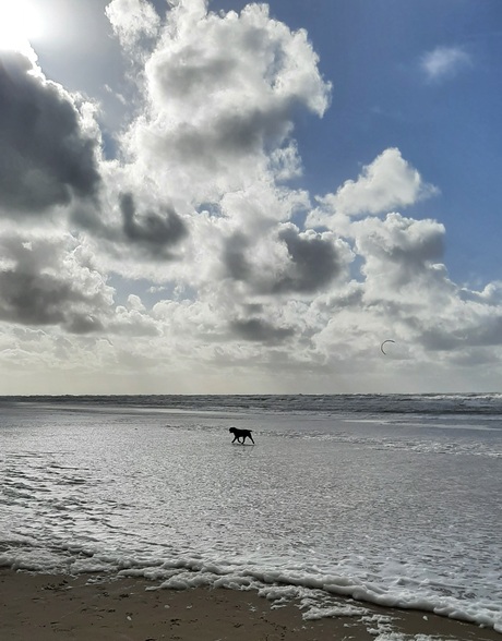 alleen op het strand