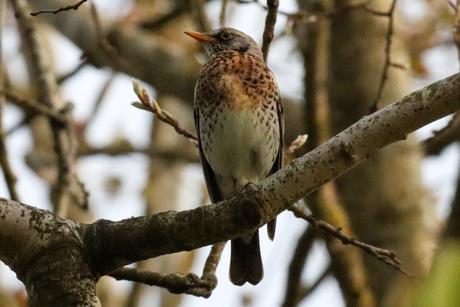 Kramsvogel