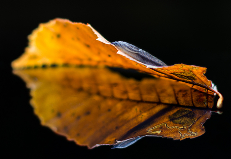 Naaktslak op blad