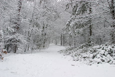 Sneeuwlandschap