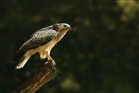 Drukke tijden     ( Buizerd )