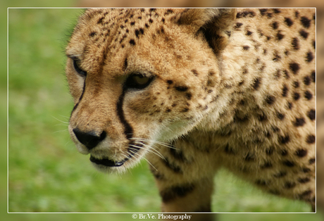 Cheetah @ GaiaZoo