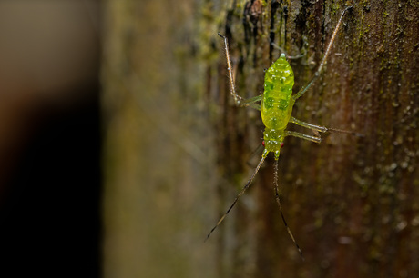 Little green bug