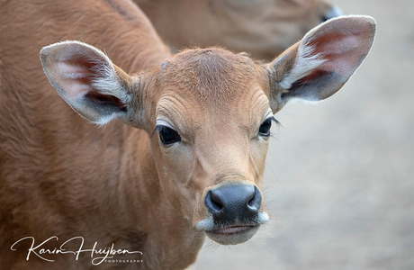 Banteng kalfje