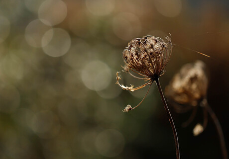 Bokeh beauty